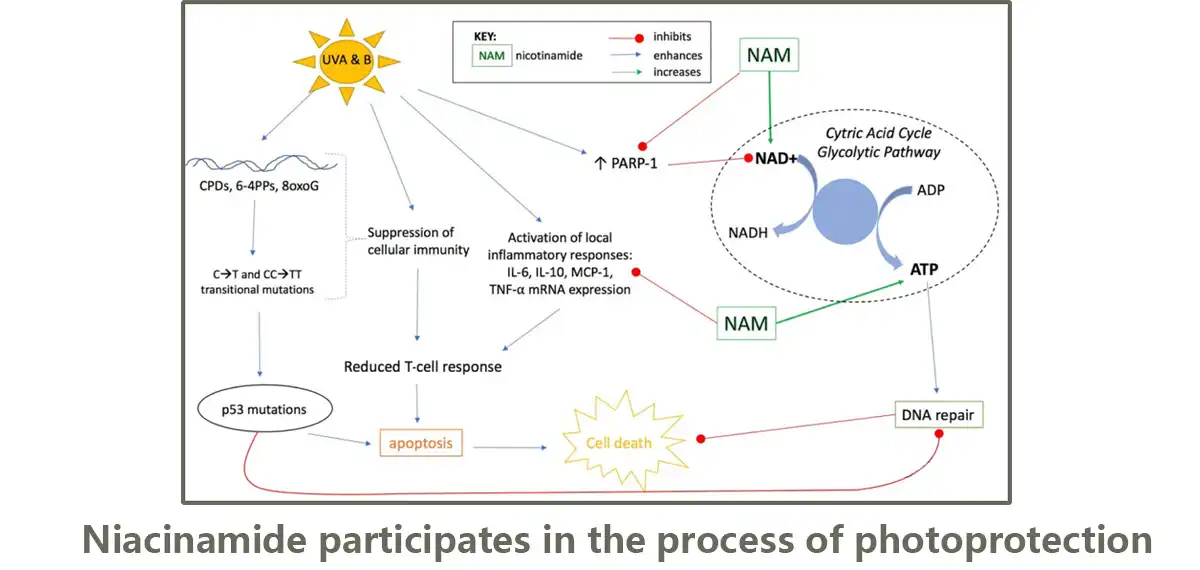 Niacinamide participates in the process of photoprotection.jpg